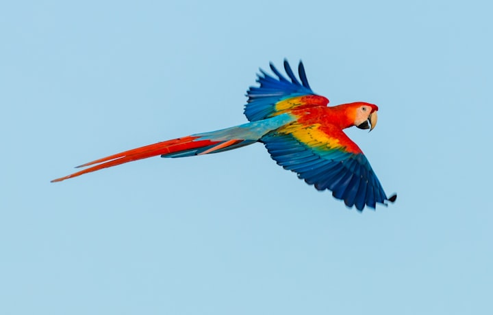 As the Macaw Flies