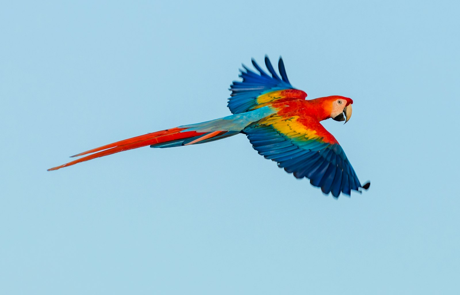 Canon EOS 5D Mark IV + Canon EF 300mm F2.8L IS II USM sample photo. Scarlet macaw photography