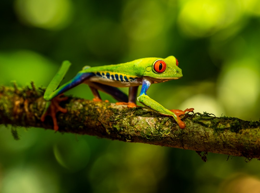 green frog on tree branch