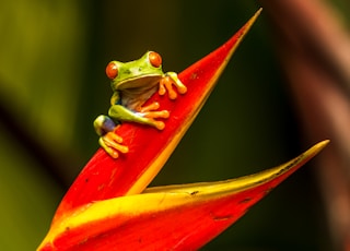 green tree frog on red leaf