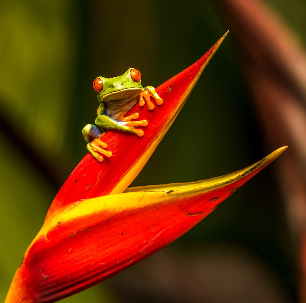 green tree frog on red leaf