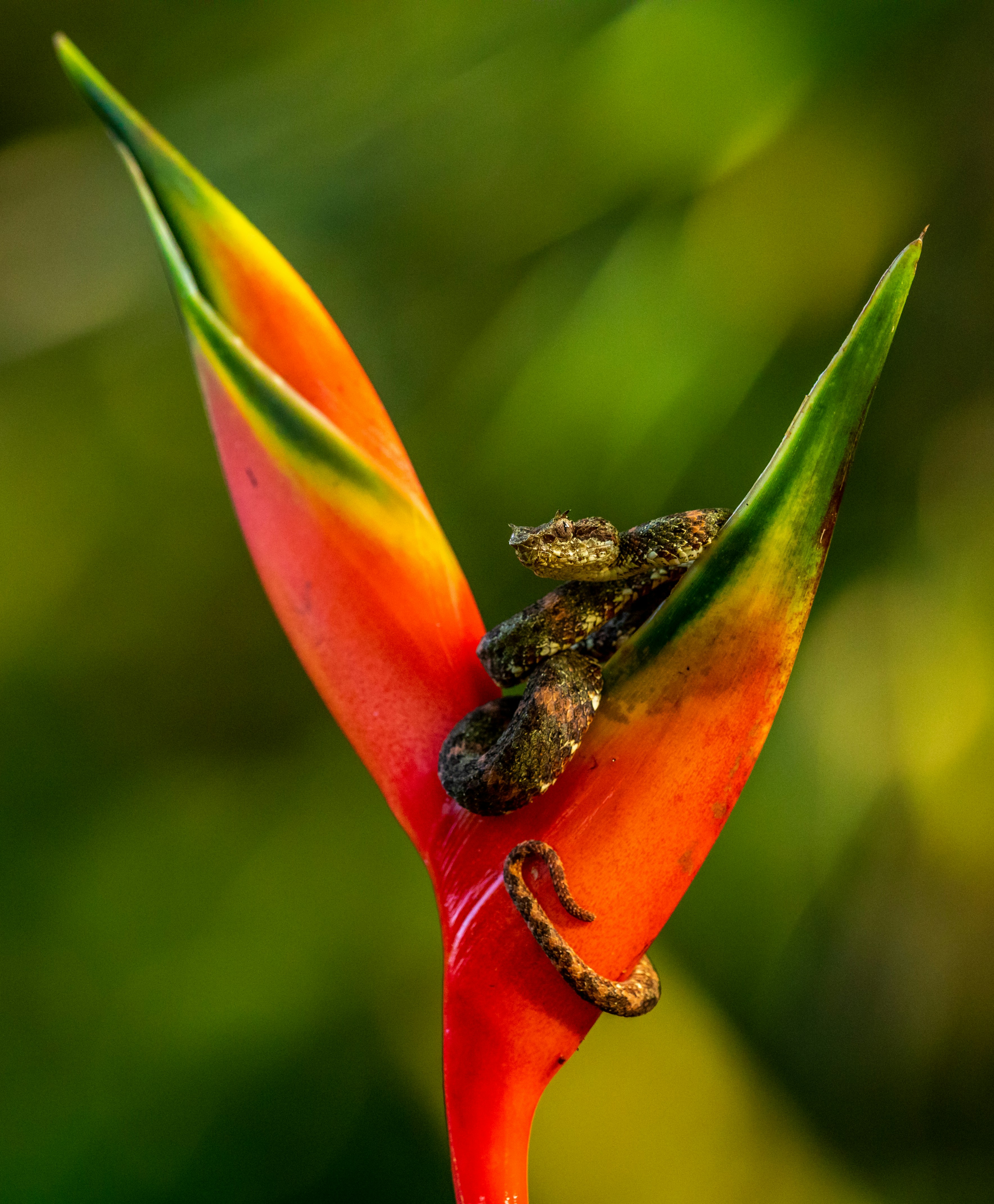 selective focus photography of snake on bird of paradise flower
