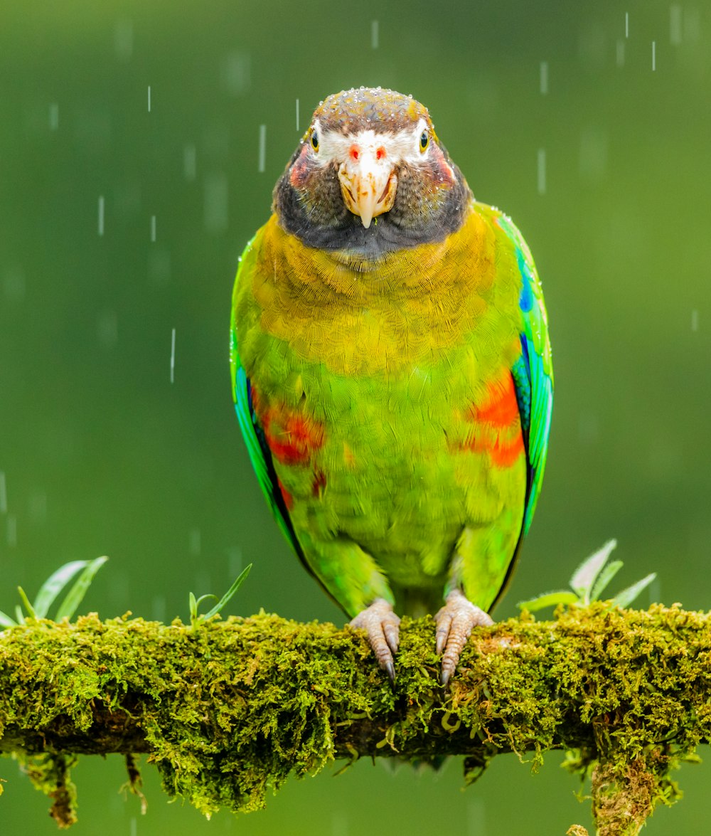 green and yellow bird perching on branch