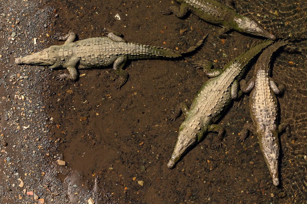 four grey crocodiles