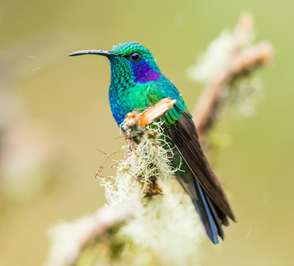 green and blue bird on tree branch