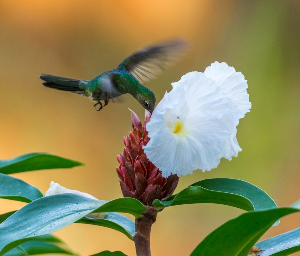 hummingbird flying above white flower close-up photography