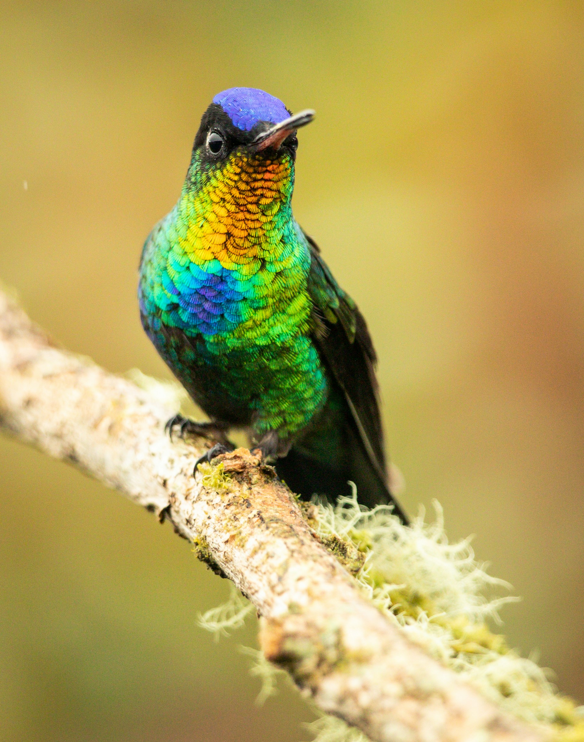 Close-up of a vibrant Himalayan monal perched on a rhododendron branch in the Kedarnath wildlife sanctuary.