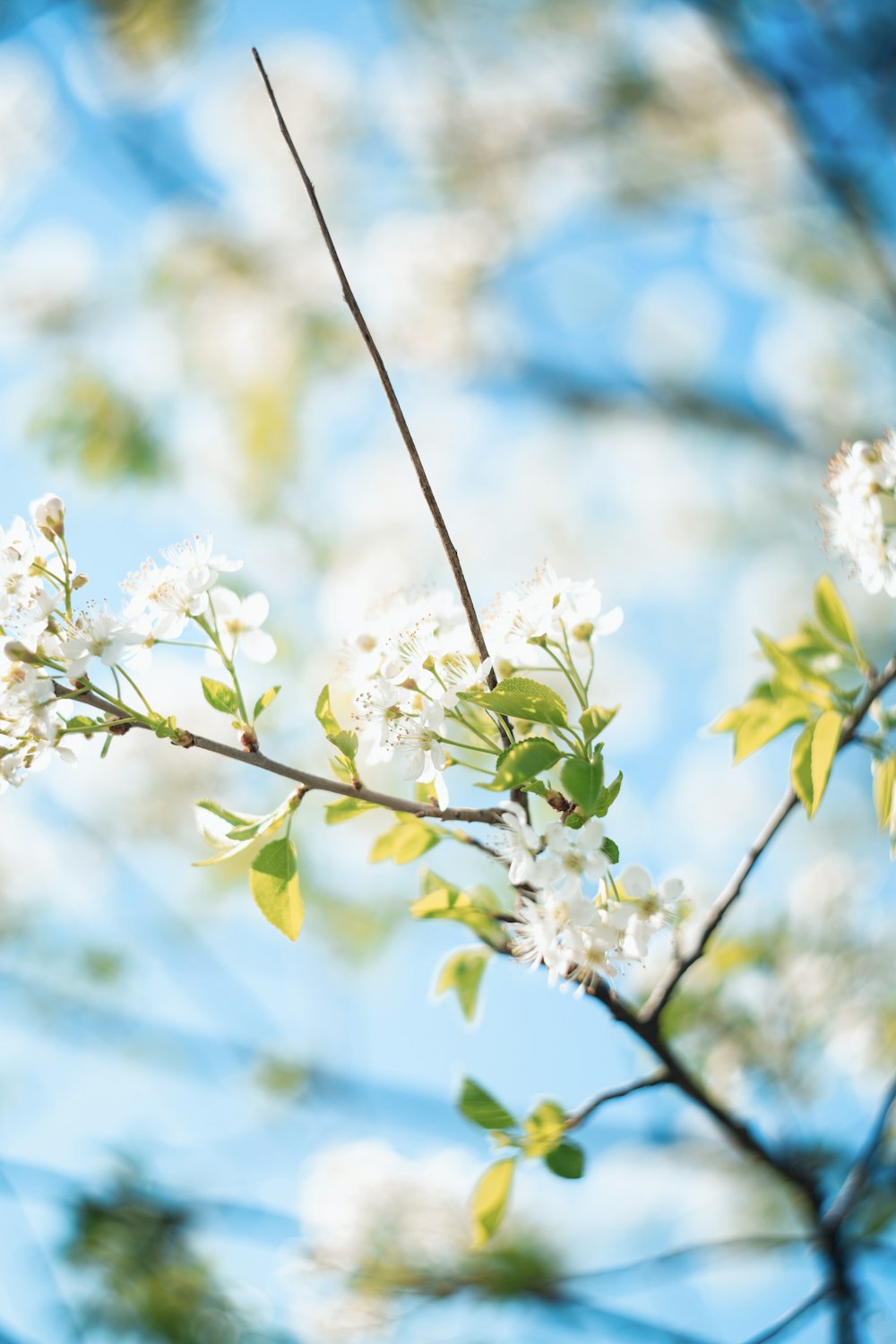 white petaled flower bloom during daytime selective focus photography