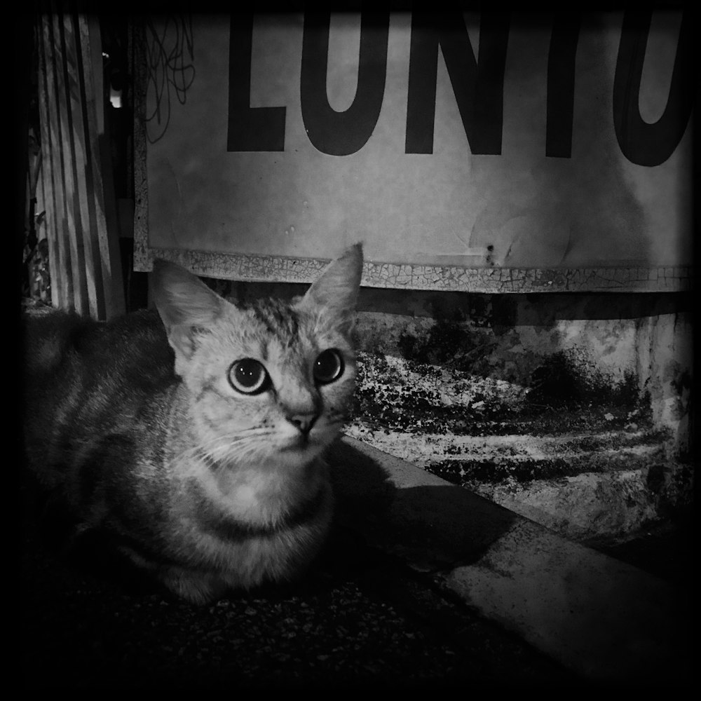 grayscale photography of cat on pavement