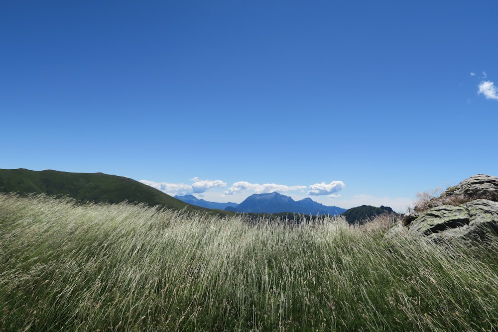 green grass under blue sky