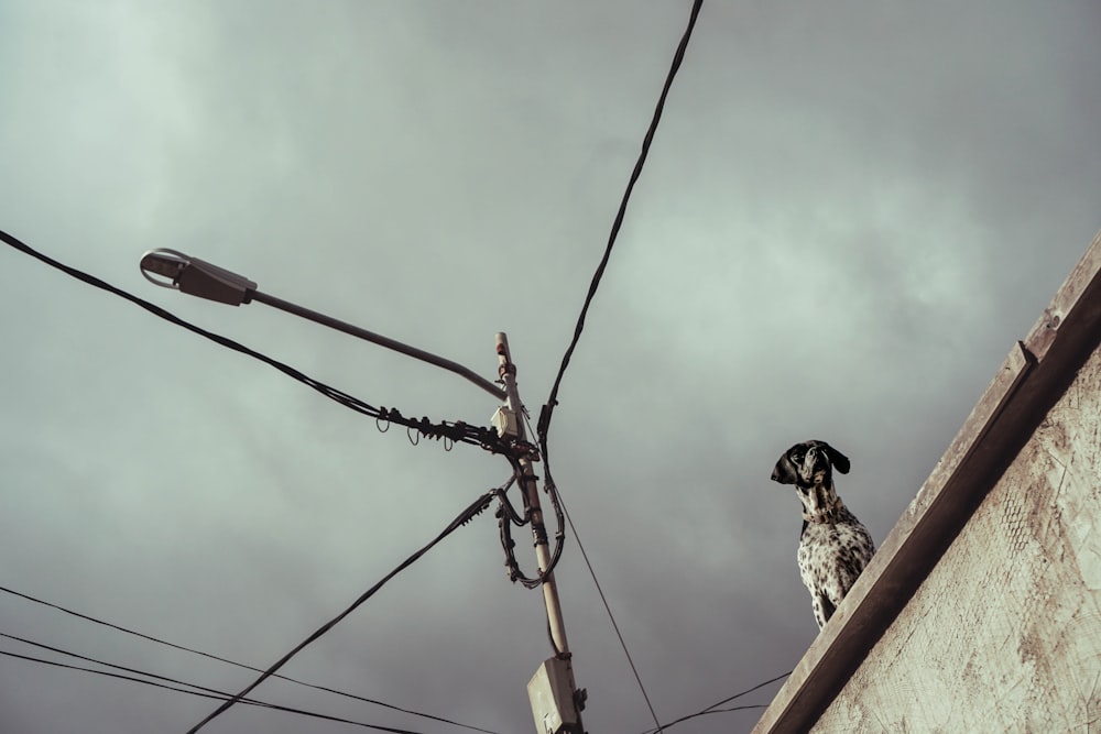 short-coated white dog on roof