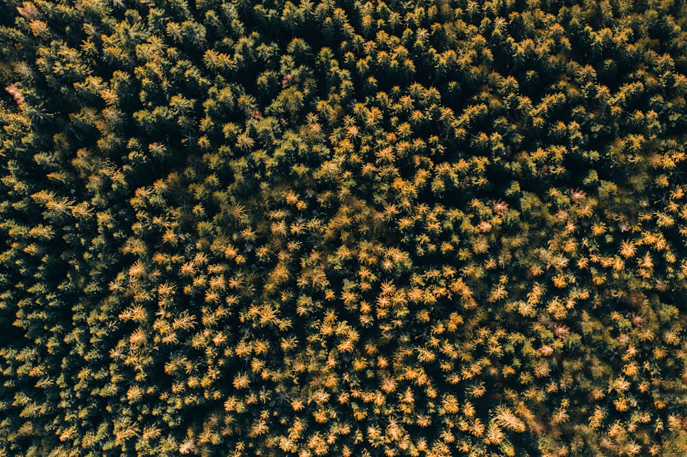 aerial view of trees