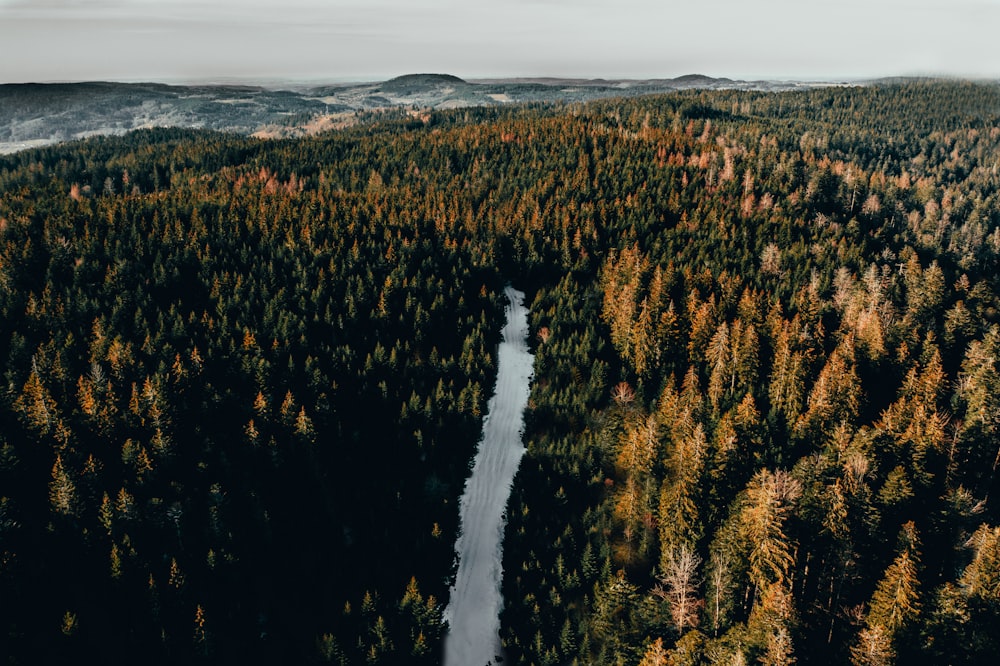 Photographie de vue aérienne du lac entre les arbres