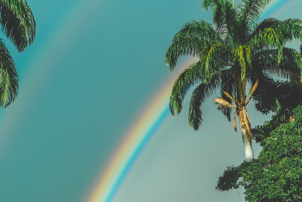 rainbow over palm trees