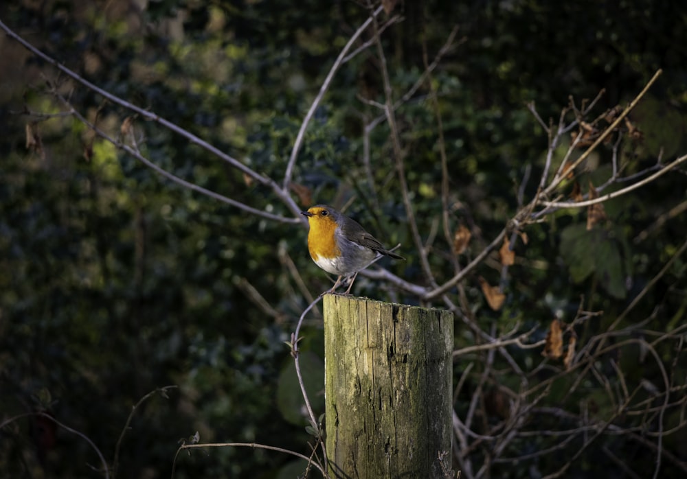 yellow bird on post