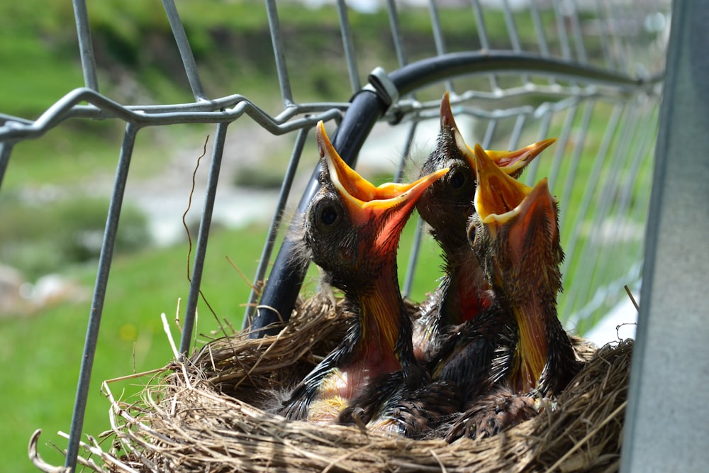 three black-and-brown birds in nest