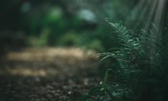 Close-up of lush green leaves with soft sunlight filtering through a forest.