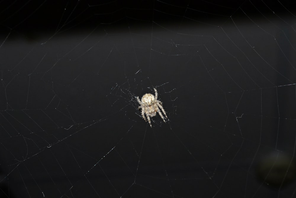 white spider