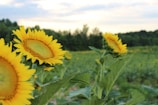 Bright sunflowers standing tall against a gentle mint-green background.
