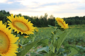 Bright sunflowers standing tall against a gentle mint-green background.