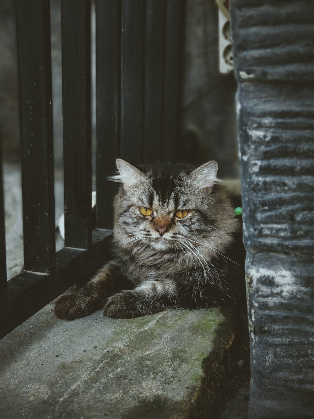 silver maine coon cat