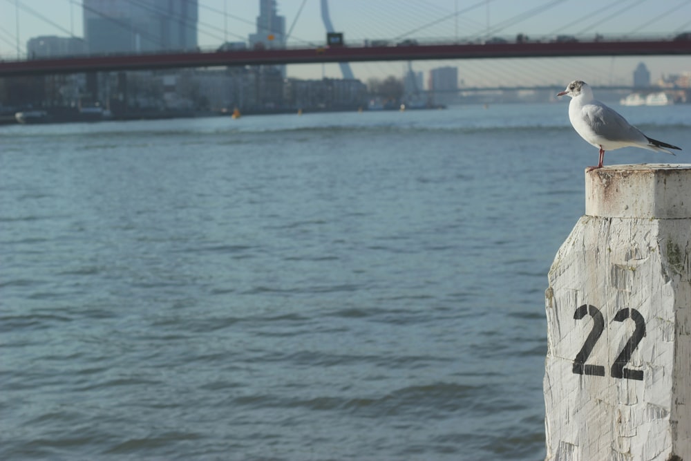 gull on white column near body of water