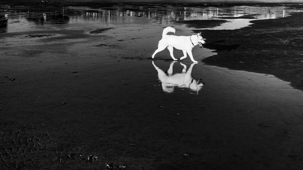 grayscale photography of dog