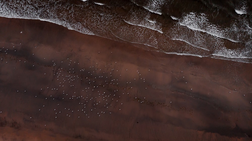 brown seashore