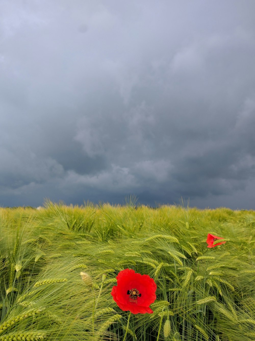 red Poppy flower