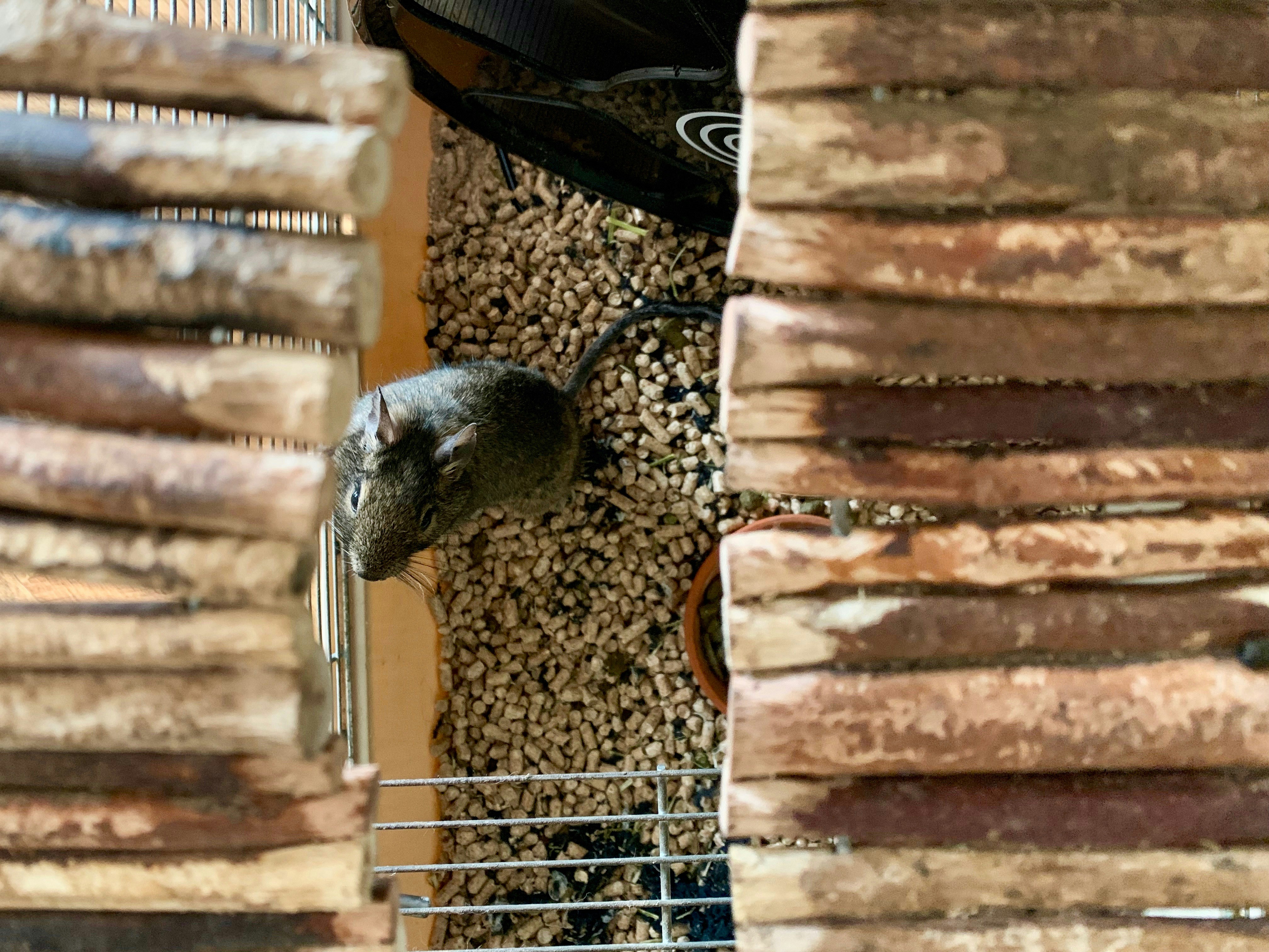 Premium Pet Cages