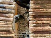 A small rodent, possibly a mouse or gerbil, is inside a cage with a natural wooden structure on either side and a bed of small pellets covering the floor.