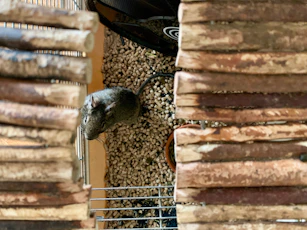 A small rodent, possibly a mouse or gerbil, is inside a cage with a natural wooden structure on either side and a bed of small pellets covering the floor.