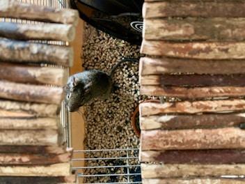 A small rodent, possibly a mouse or gerbil, is inside a cage with a natural wooden structure on either side and a bed of small pellets covering the floor.