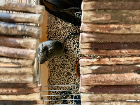 A small rodent, possibly a mouse or gerbil, is inside a cage with a natural wooden structure on either side and a bed of small pellets covering the floor.
