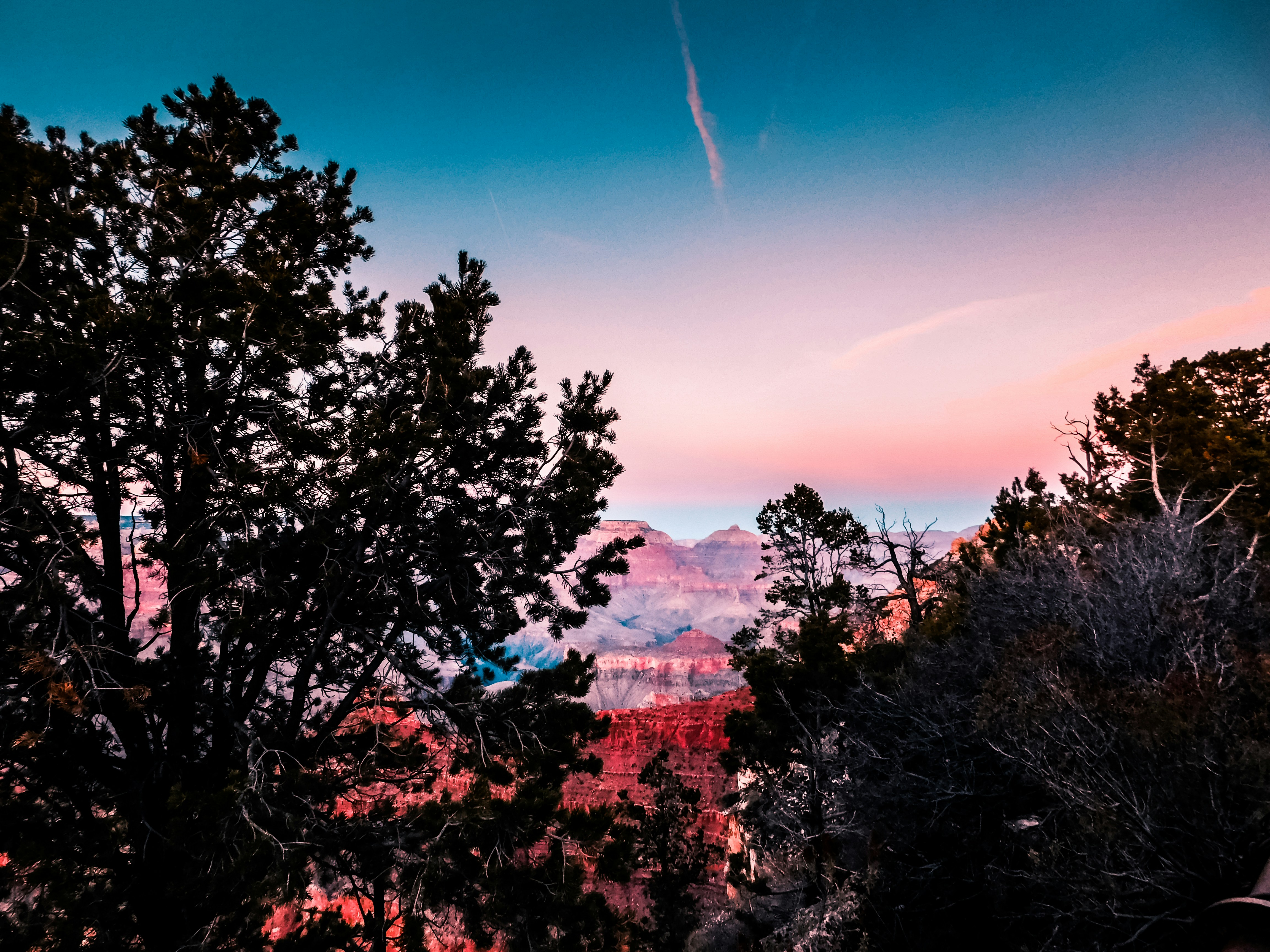 silhouette trees near mountain range
