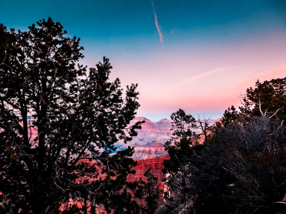 silhouette trees near mountain range