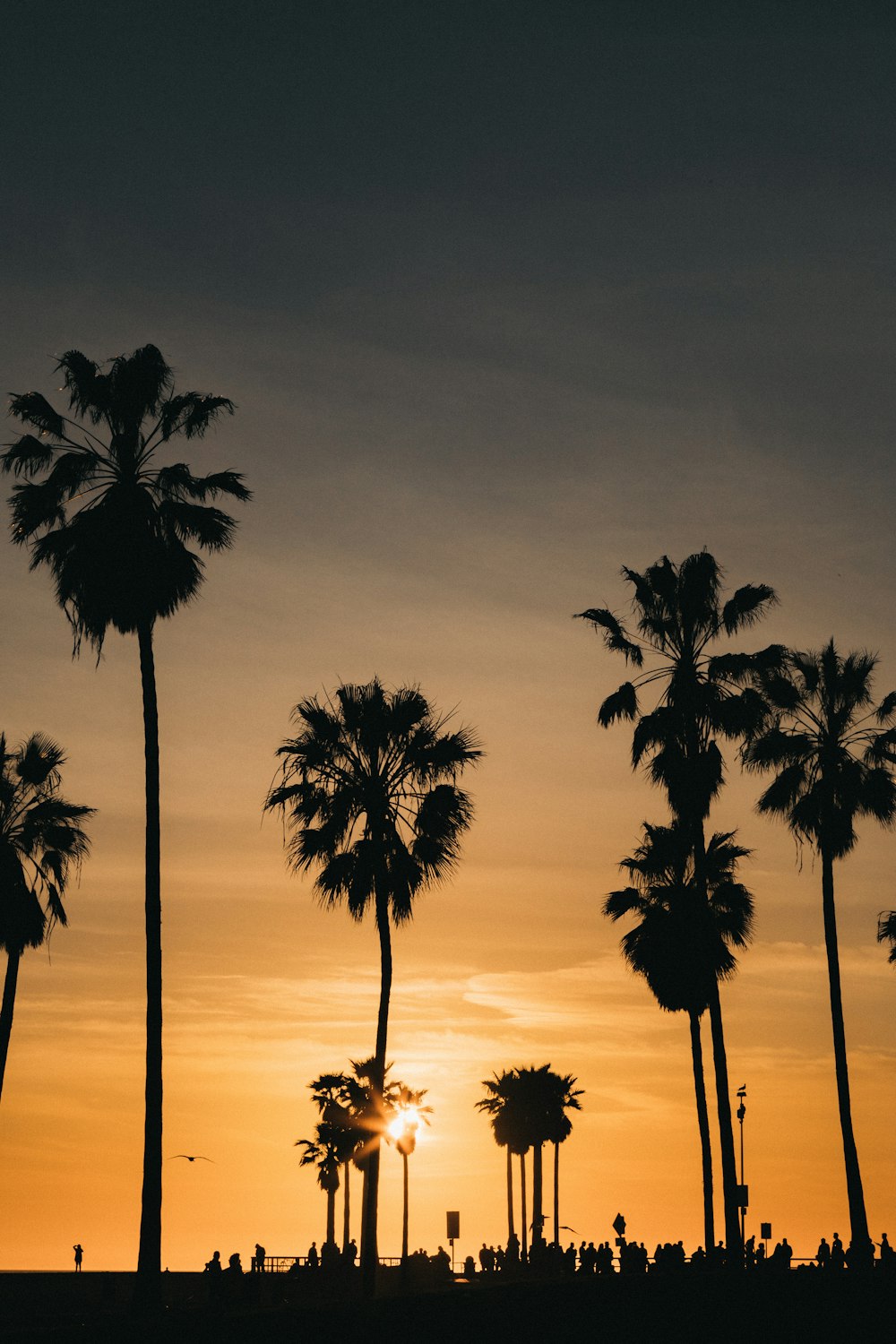 silhouette of coconut trees