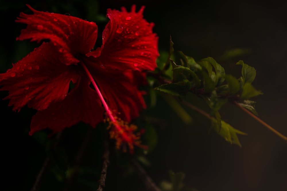 fleur à pétales rouges