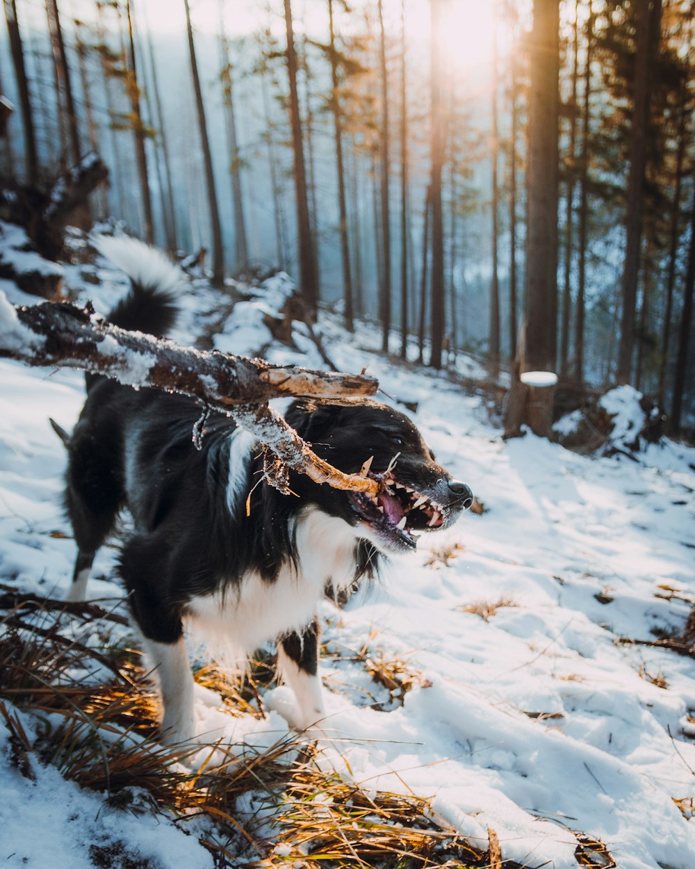 black and white coated dog