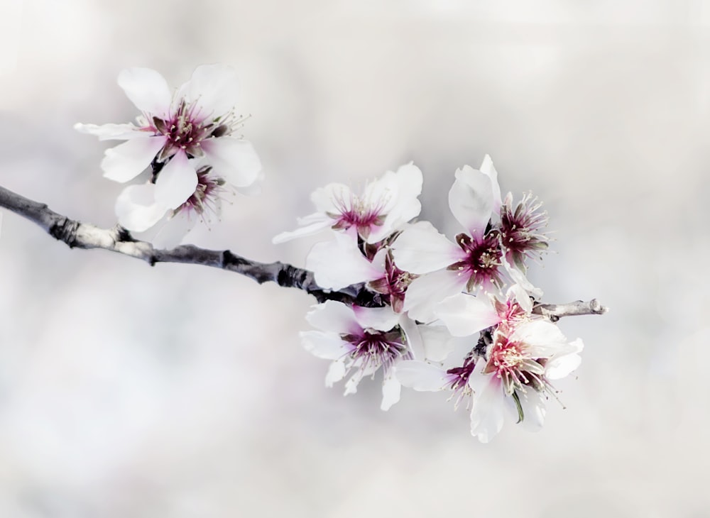 white flowering tree