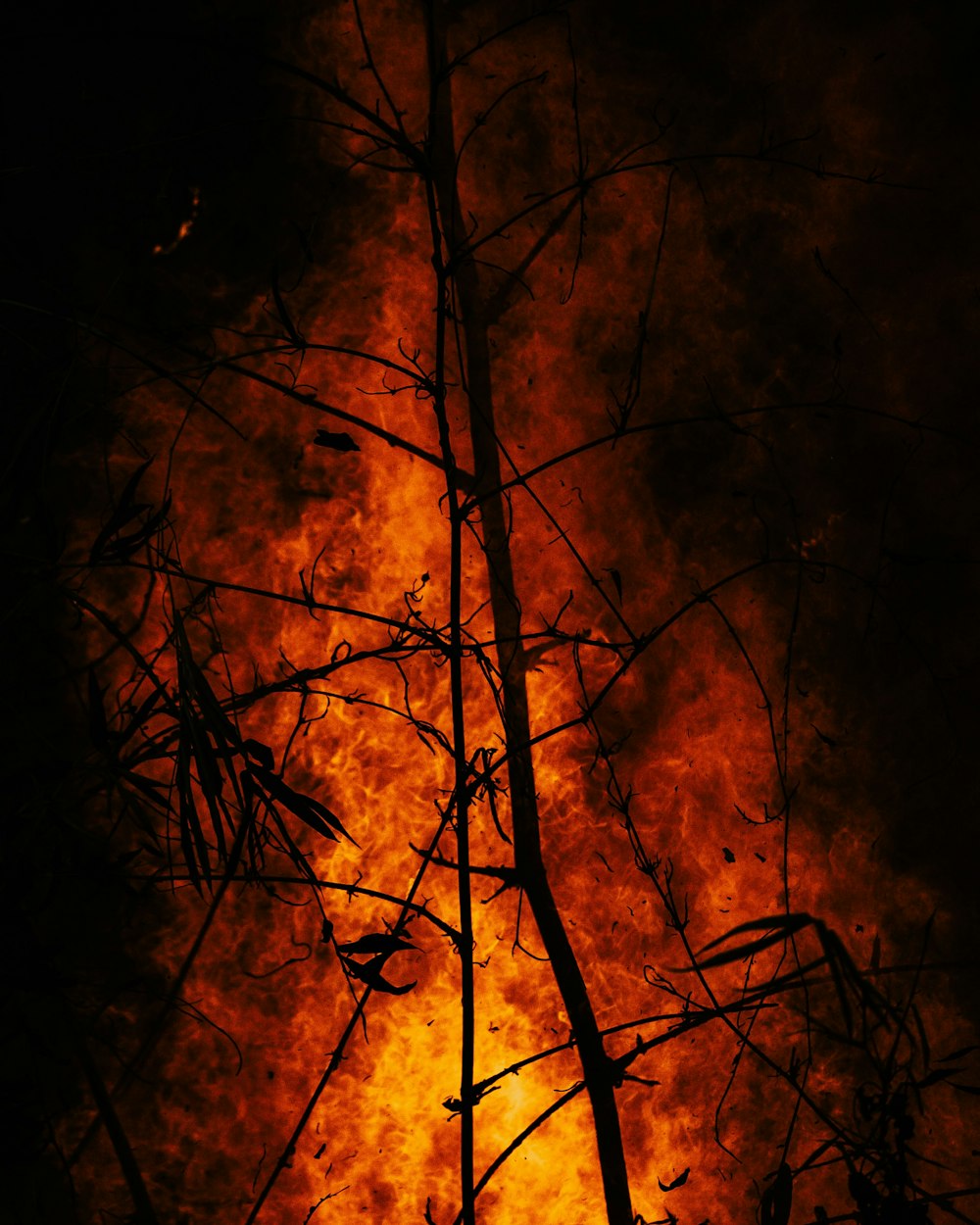 burning wood