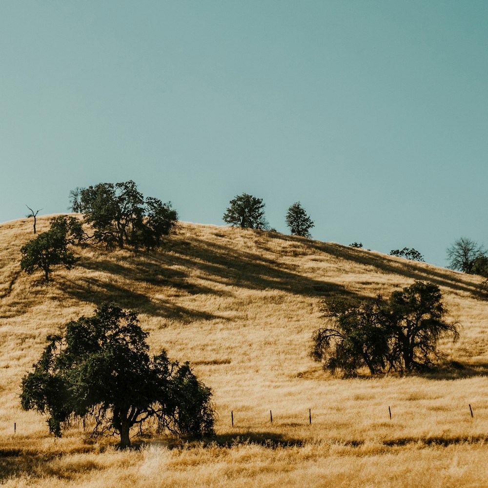 green tree and mountain scenery