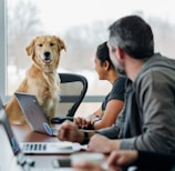 dog sitting on chair