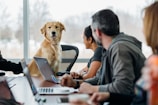 A group of dogs of various sizes participating in an online training session.