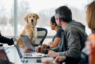 A group of people sitting around a conference table with laptops. A Golden Retriever is sitting among them, appearing to participate in the meeting. The room is well-lit with large windows in the background showing a blurred outdoor scene.