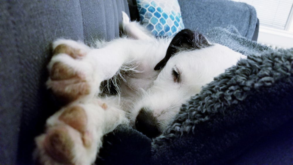 short-coated white and black dog lying indoor