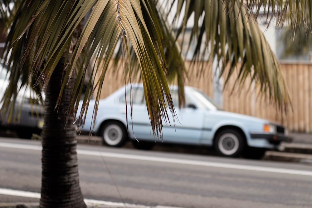 selective focus photography of palm tree near white sedan parked beside curb