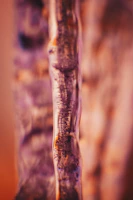 An artistic close-up shot published in a creative arts journal.