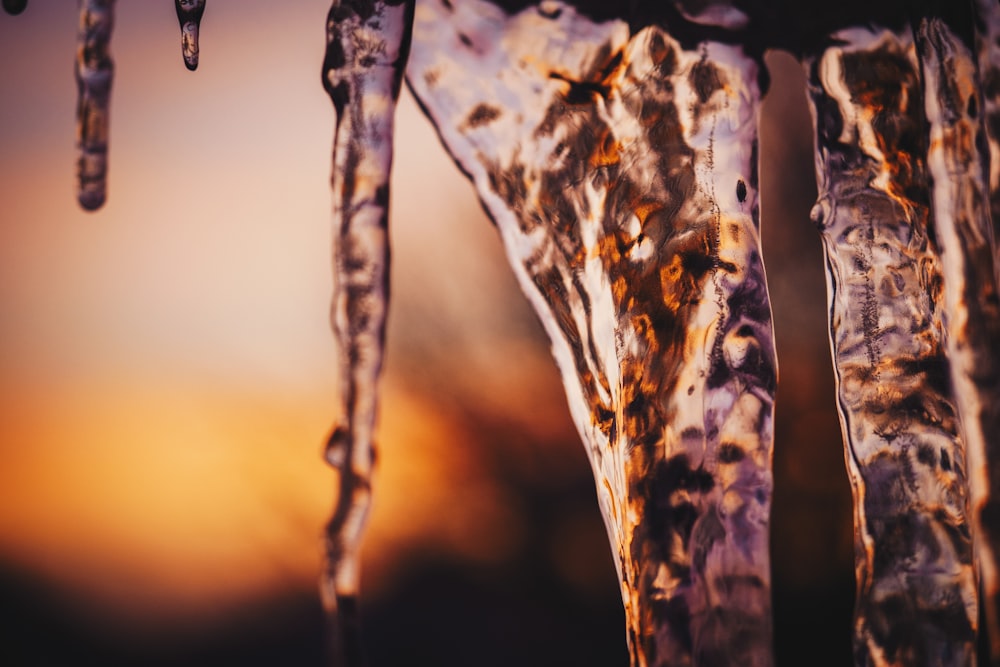 icicles during golden hour
