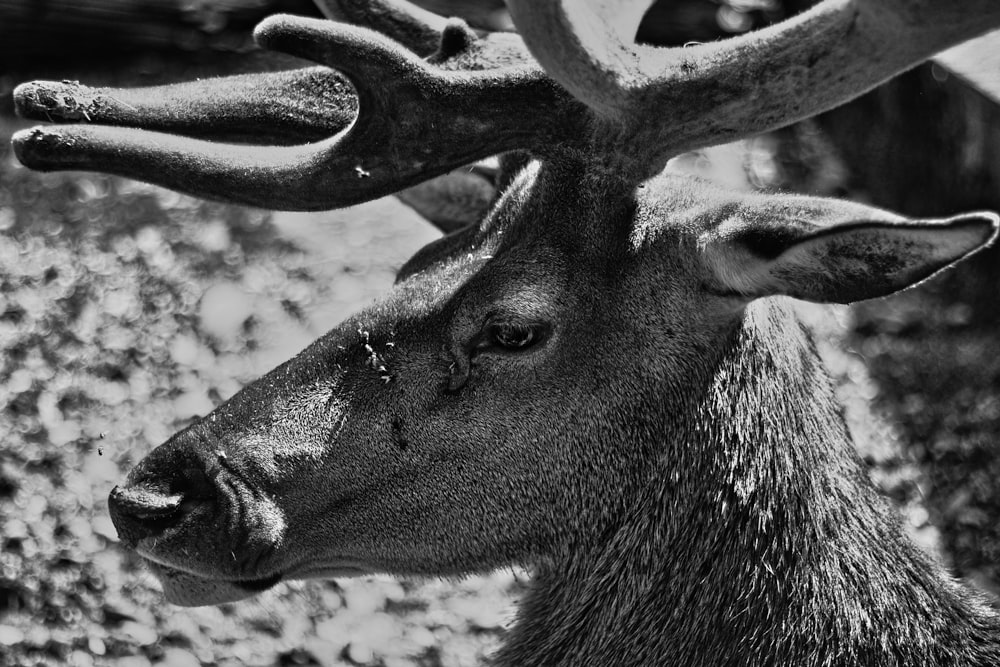 grayscale photography of deer